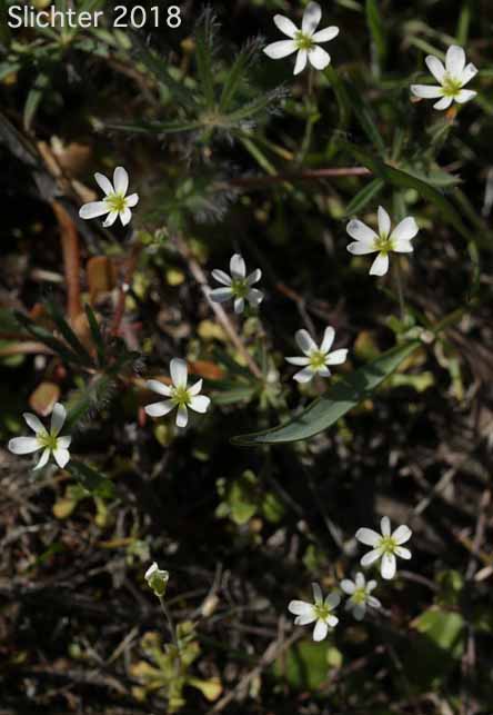 White Fairypoppy, White Fairy-poppy, White Meconella: Meconella oregana