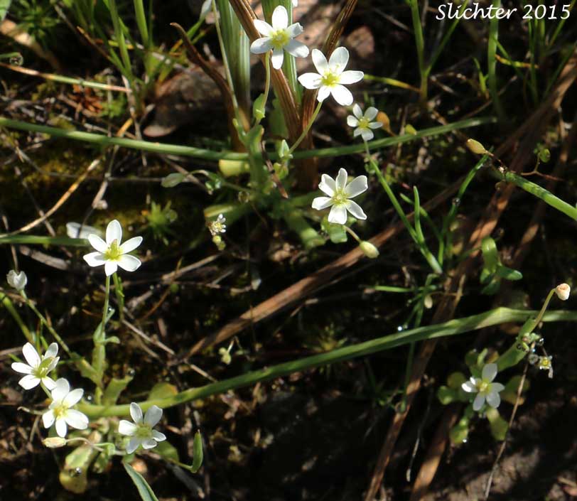 White Fairypoppy, White Fairy-poppy, White Meconella: Meconella oregana