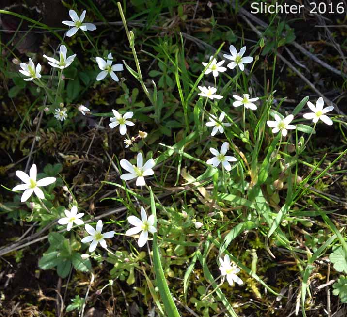 White Fairypoppy, White Fairy-poppy, White Meconella: Meconella oregana