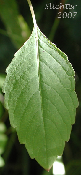 Stem leaf of Jewelweed, Orange Balsam, Spotted Touch-me-not, Spotted Touch-me-not Jewelweed: Impatiens capensis (Synonyms: Impatiens biflora, Impatiens capensis f. albiflora, Impatiens capensis f. citrina, Impatiens capensis f. immaculata, Impatiens capensis f. peasei, Impatiens capensis f. platymeris, Impatiens fulva, Impatiens noli-tangere ssp. biflora, Impatiens nortonii)