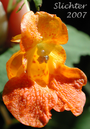 Flower of Jewelweed, Orange Balsam, Spotted Touch-me-not, Spotted Touch-me-not Jewelweed: Impatiens capensis (Synonyms: Impatiens biflora, Impatiens capensis f. albiflora, Impatiens capensis f. citrina, Impatiens capensis f. immaculata, Impatiens capensis f. peasei, Impatiens capensis f. platymeris, Impatiens fulva, Impatiens noli-tangere ssp. biflora, Impatiens nortonii)