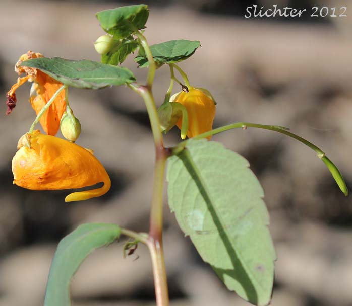 Jewelweed, Orange Balsam, Spotted Touch-me-not, Spotted Touch-me-not Jewelweed: Impatiens capensis (Synonyms: Impatiens biflora, Impatiens capensis f. albiflora, Impatiens capensis f. citrina, Impatiens capensis f. immaculata, Impatiens capensis f. peasei, Impatiens capensis f. platymeris, Impatiens fulva, Impatiens noli-tangere ssp. biflora, Impatiens nortonii)