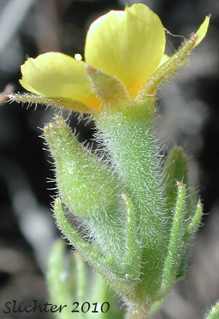 Receptacle, calyx and corolla of Whitestem Blazingstar, White-stem Blazing-star: Mentzelia albicaulis (Synonyms: Acrolasia albicaulis, Acrolasia gracilis, Mentzelia albicaulis var. albicaulis, Mentzelia albicaulis var. ctenophora, Mentzelia albicaulis var. gracilis, Mentzelia albicaulis var. tenerrima, Mentzelia gracilis, Mentzelia mojavensis, Trachyphytum gracile)