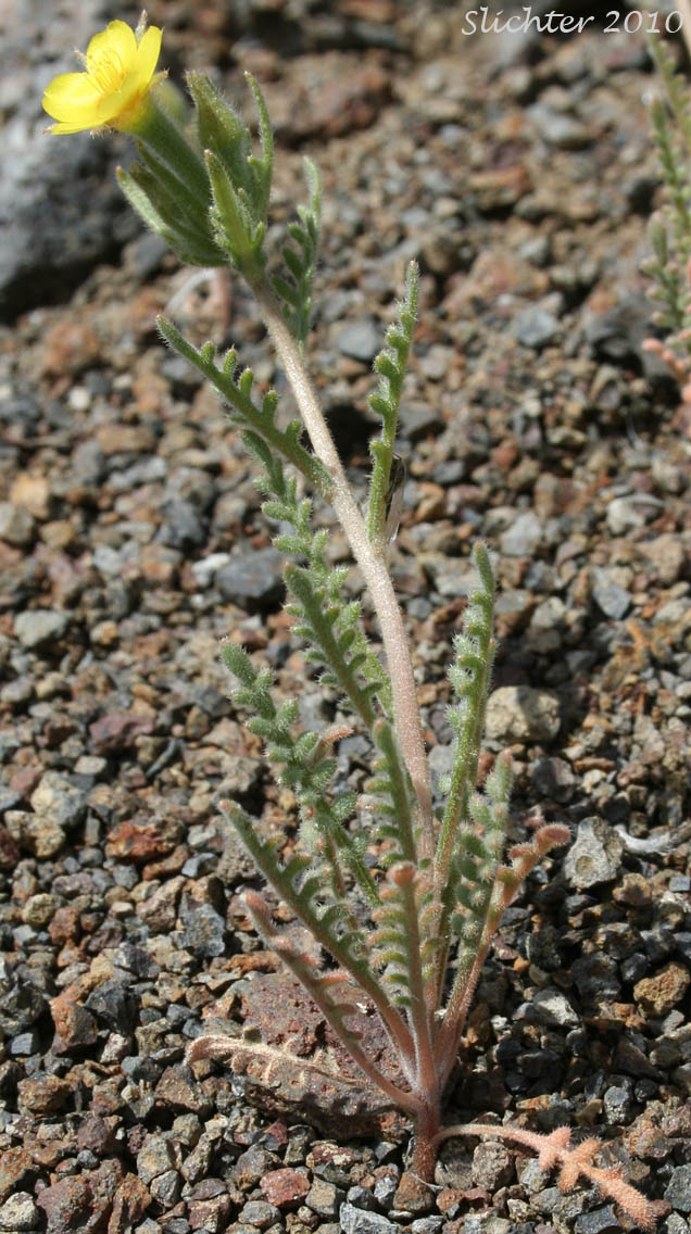 Whitestem Blazingstar, White-stem Blazing-star: Mentzelia albicaulis (Synonyms: Acrolasia albicaulis, Acrolasia gracilis, Mentzelia albicaulis var. albicaulis, Mentzelia albicaulis var. ctenophora, Mentzelia albicaulis var. gracilis, Mentzelia albicaulis var. tenerrima, Mentzelia gracilis, Mentzelia mojavensis, Trachyphytum gracile)