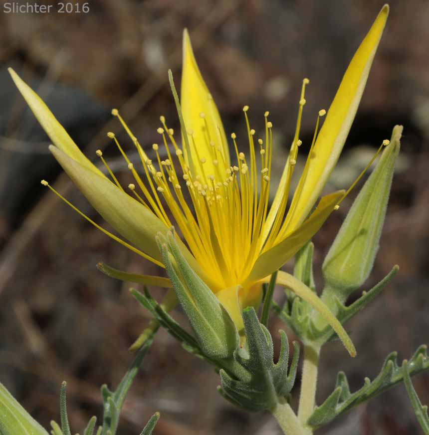 Flower of Blazing Star, Blazing-star Mentzelia, Common Blazing-star, Great Mentzelia, Smoothstem Blazingstar, Smoothstem Blazing-star: Mentzelia laevicaulis var. laevicaulis (Synonyms: Mentzelia laevicaulis var. acuminata, Nuttallia laevicaulis)