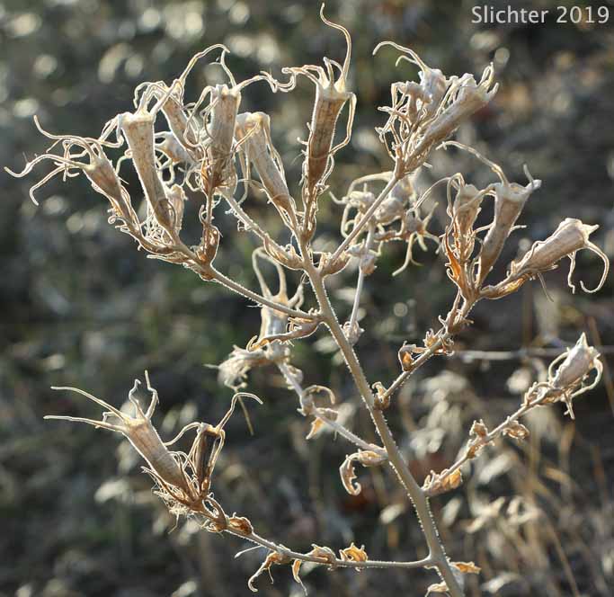 Blazing Star, Blazing-star Mentzelia, Common Blazing-star, Great Mentzelia, Smoothstem Blazingstar, Smoothstem Blazing-star: Mentzelia laevicaulis var. laevicaulis (Synonyms: Mentzelia laevicaulis var. acuminata, Nuttallia laevicaulis)