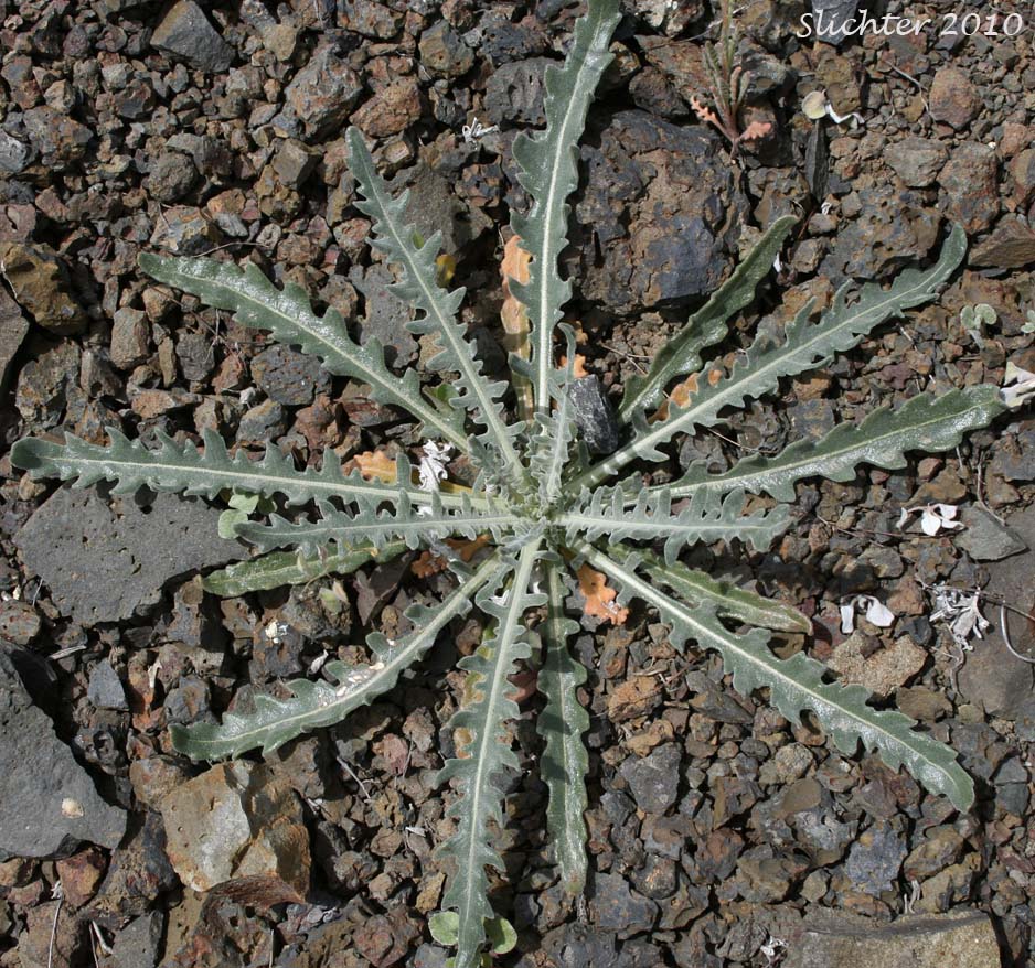 Basal leaf rosette of Blazing Star, Blazing-star Mentzelia, Common Blazing-star, Great Mentzelia, Smoothstem Blazingstar, Smoothstem Blazing-star: Mentzelia laevicaulis var. laevicaulis (Synonyms: Mentzelia laevicaulis var. acuminata, Nuttallia laevicaulis)