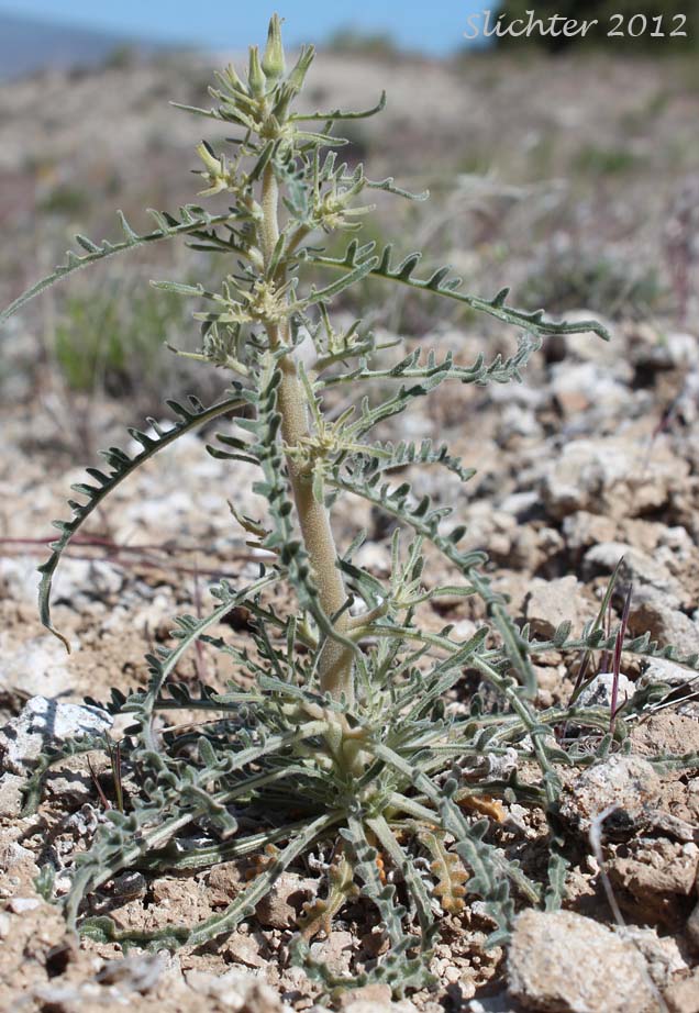 Blazing Star, Blazing-star Mentzelia, Common Blazing-star, Great Mentzelia, Smoothstem Blazingstar, Smoothstem Blazing-star: Mentzelia laevicaulis var. laevicaulis (Synonyms: Mentzelia laevicaulis var. acuminata, Nuttallia laevicaulis)