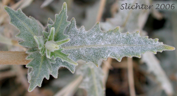 Stem leaves of Blazing Star, Blazing-star Mentzelia, Common Blazing-star, Great Mentzelia, Smoothstem Blazingstar, Smoothstem Blazing-star: Mentzelia laevicaulis var. laevicaulis (Synonyms: Mentzelia laevicaulis var. acuminata, Nuttallia laevicaulis)