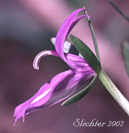 Close-up sideview of the flower of Common Downingia, Elegant Calicoflower, Elegant Downingia, Showy Downingia: Downingia elegans (Synonyms: Downingia elegans var. brachypetala, Downingia elegans var. corymbosa, Downingia elegans var. elegans)