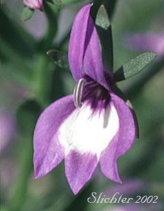 Flower of Common Downingia, Elegant Calicoflower, Elegant Downingia, Showy Downingia: Downingia elegans (Synonyms: Downingia elegans var. brachypetala, Downingia elegans var. corymbosa, Downingia elegans var. elegans)