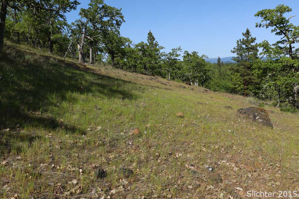 Habitat of Common Bluecup, Common Blue Cup, Githopsis: Githopsis specularioides (Synonyms: Githopsis calycina, Githopsis specularioides var. hirsuta, Githopsis specularioides var. hirsuta)