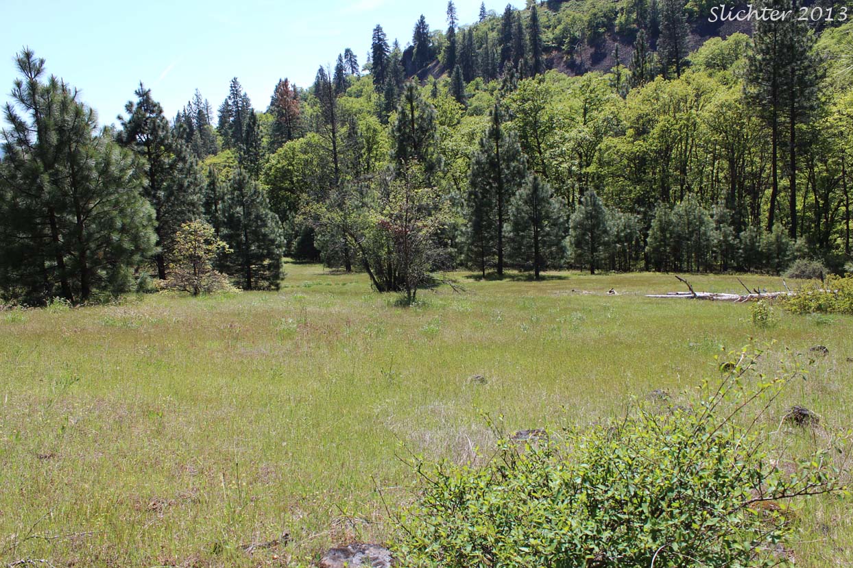 Common Bluecups (Githopsis specularioides) habitat in Klickitat County.........May