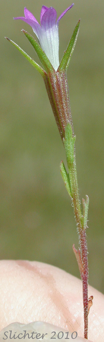 Common Bluecup, Common Blue Cup, Githopsis: Githopsis specularioides (Synonyms: Githopsis calycina, Githopsis specularioides var. hirsuta)