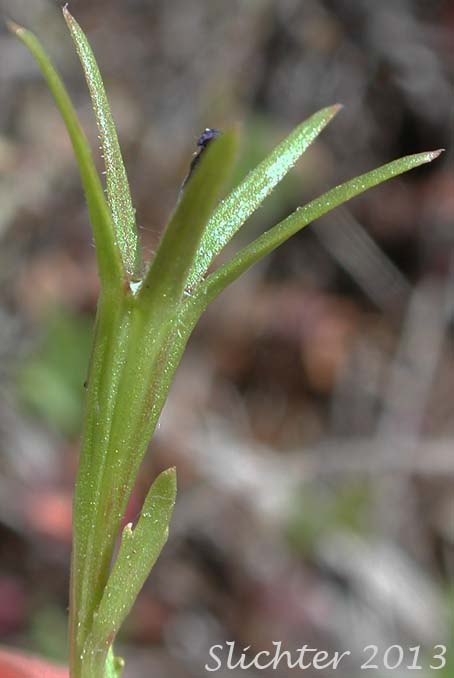 Close-up sideview of a maturing fruit of Common Bluecup, Common Blue Cup, Githopsis: Githopsis specularioides (Synonyms: Githopsis calycina, Githopsis specularioides var. hirsuta, Githopsis specularioides var. hirsuta)