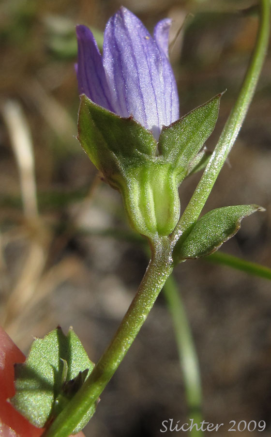Heterocodon, Rareflower Heterocodon, Western Pearlflower: Heterocodon rariflorum (Synonym: Specularia rariflorum)