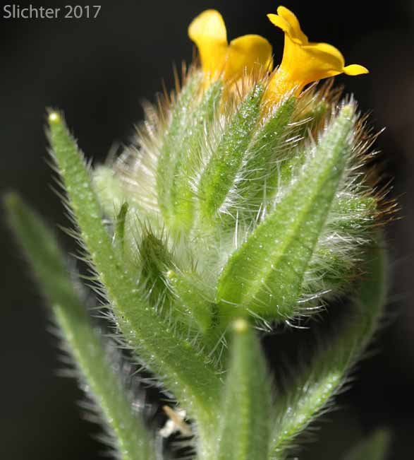 Common Fiddleneck, Fireweed, Fireweed Fiddleneck, Ranchers Fiddleneck, Rancher's Fireweed: Amsinckia menziesii var. intermedia (Synonyms: Amsinckia arizonica, Amsinckia demissa, Amsinckia echinata, Amsinckia intactilis, Amsinckia intermedia, Amsinckia intermedia var. echinata, Amsinckia intermedia var. intermedia, Amsinckia microphylla, Amsinckia nana, Amsinckia rigida)