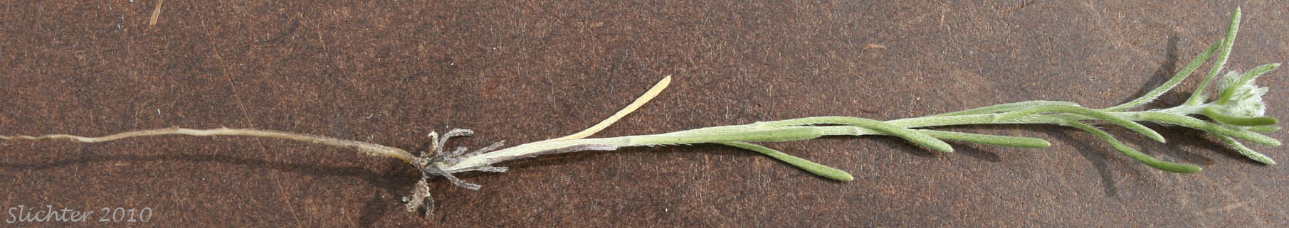 Flaccid Cryptantha, Weakstem Cryptantha, Weakstem Cat's Eye, Weak-stem Cryptantha, Weak-stemmed Cryptantha: Cryptantha flaccida (Synonyms: Cryptantha rostellata, Cryptantha rostellata var. spithamea)