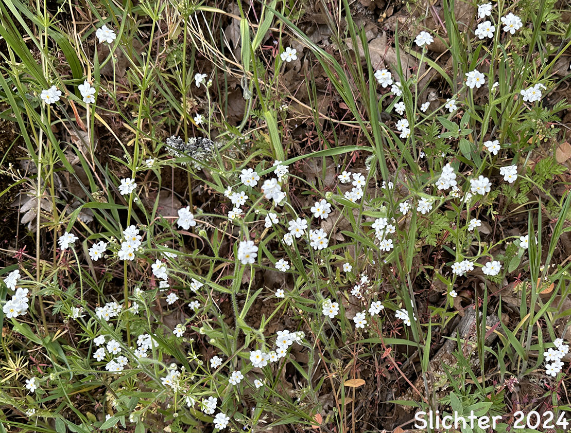 Henderson's Common Cryptantha, Palouse Cryptantha: Cryptantha intermedia var. hendersonii (Synonym: Cryptantha hendersonii)