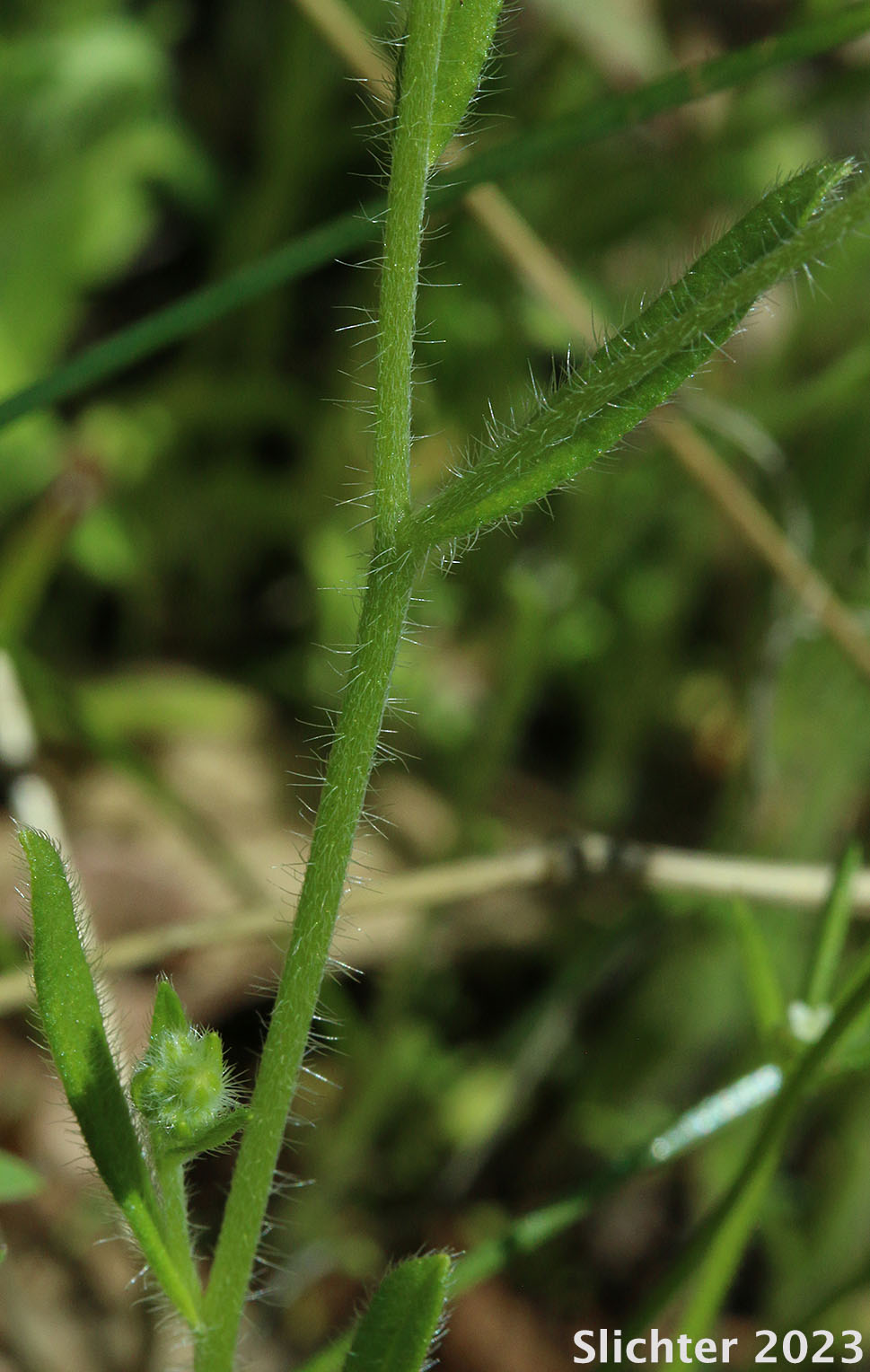 Stem of Henderson's Common Cryptantha, Palouse Cryptantha: Cryptantha intermedia var. hendersonii (Synonym: Cryptantha hendersonii)
