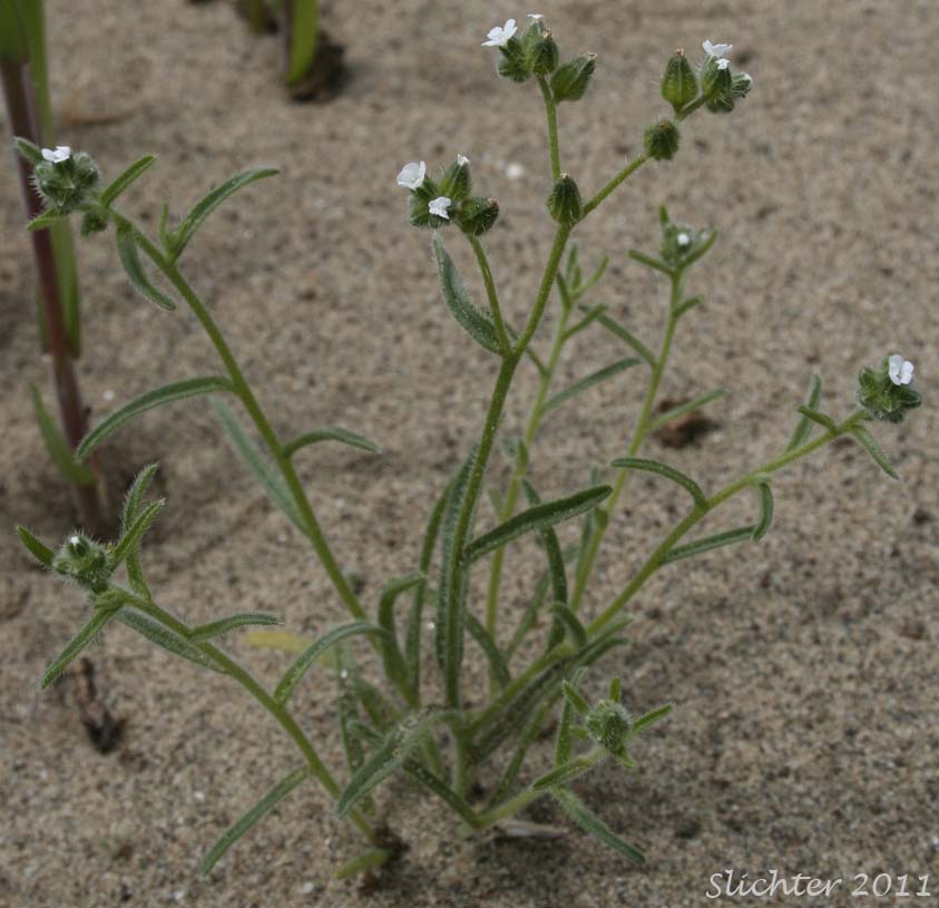 Winged Cryptantha, Wingnut Cryptantha, Wing-nut Cryptantha: Cryptantha pterocarya var. pterocarya (Synonym: Cryptantha pterocarya)