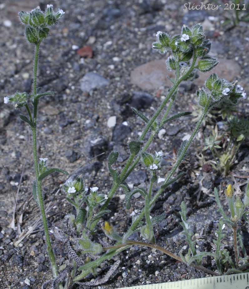 Winged Cryptantha, Wingnut Cryptantha, Wing-nut Cryptantha: Cryptantha pterocarya var. pterocarya (Synonym: Cryptantha pterocarya)