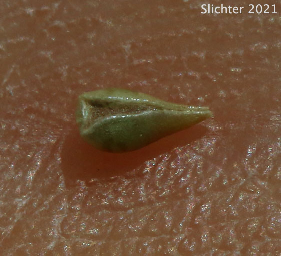 Nutlet of Beaked Cryptantha, Red-stemmed Cryptantha: Cryptantha rostellata (Synonyms: Cryptantha flaccida, Cryptantha rostellata var. spithamea)