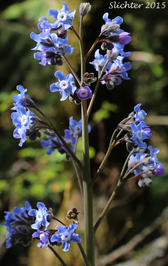 Adeline's Hound's-tongue, Grand Hound's Tongue, Great Hound's Tongue, Pacific Hound's Tongue: Adelinia grande (Synonym: Cynoglossum grande)