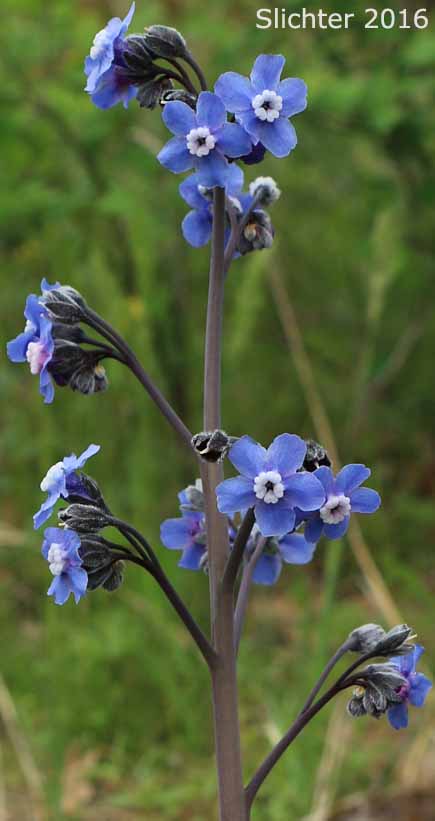 Inflorescence of Adeline's Hound's-tongue, Grand Hound's Tongue, Great Hound's Tongue, Pacific Hound's Tongue: Adelinia grande (Synonym: Cynoglossum grande)