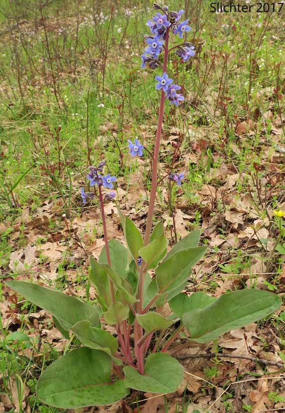 Adeline's Hound's-tongue, Grand Hound's Tongue, Great Hound's Tongue, Pacific Hound's Tongue: Adelinia grande (Synonym: Cynoglossum grande)