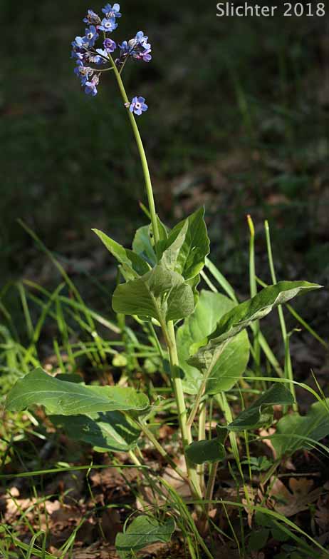 Adeline's Hound's-tongue, Grand Hound's Tongue, Great Hound's Tongue, Pacific Hound's Tongue: Adelinia grande (Synonym: Cynoglossum grande)