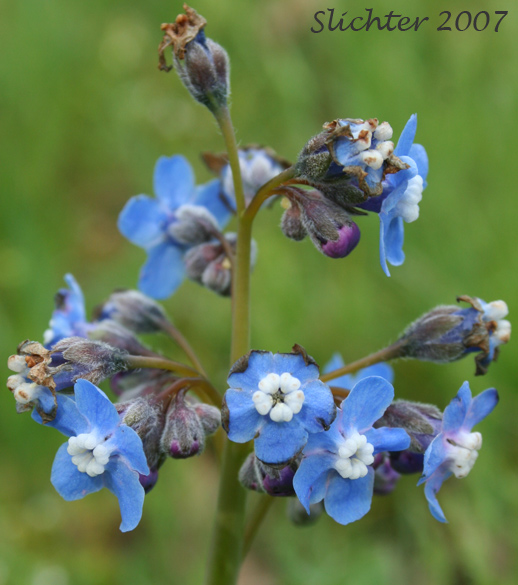 Inflorescence of Adeline's Hound's-tongue, Great Hound's-tongue, Pacific Hound's-tongue: Adelinia grande (Synonym: Cynoglossum grande)