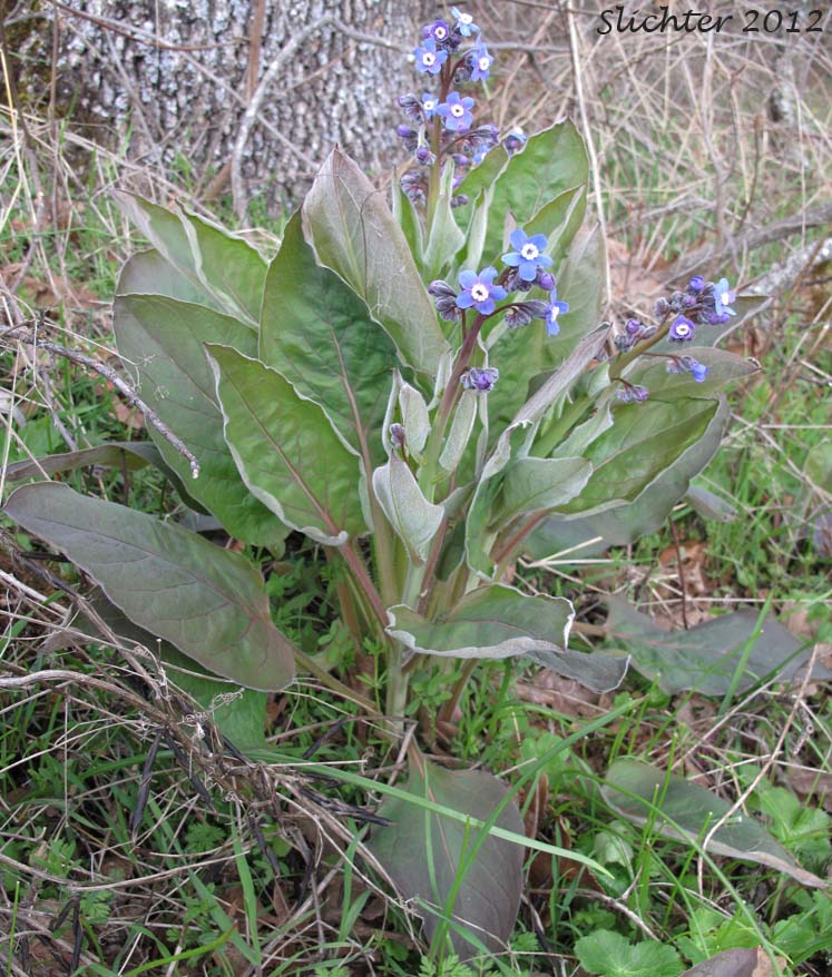 Adeline's Hound's-tongue, Grand Hound's Tongue, Great Hound's Tongue, Pacific Hound's Tongue: Adelinia grande (Synonym: Cynoglossum grande)