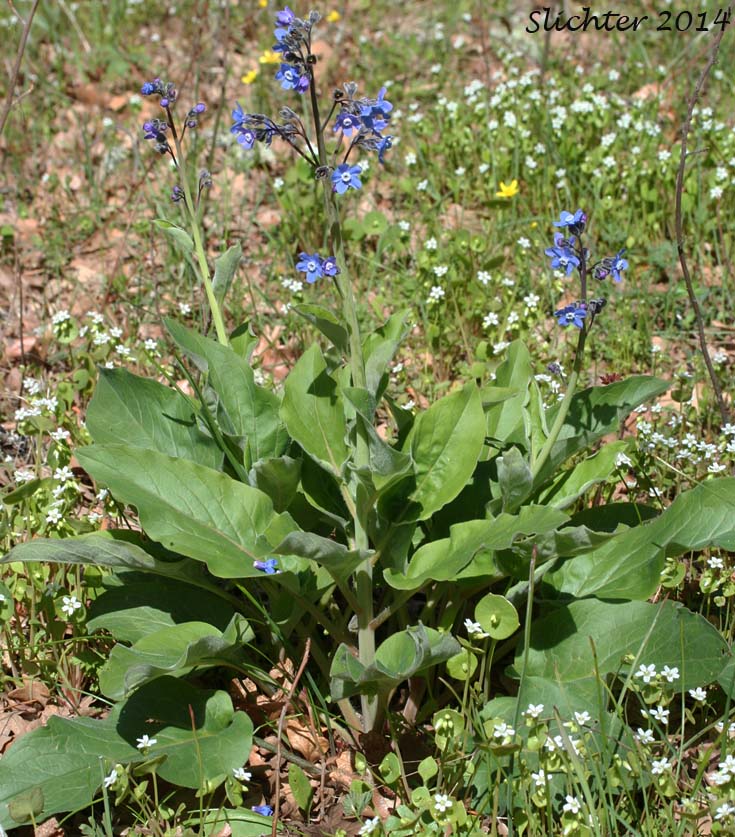 Adeline's Hound's-tongue, Grand Hound's Tongue, Great Hound's Tongue, Pacific Hound's Tongue: Adelinia grande (Synonym: Cynoglossum grande)
