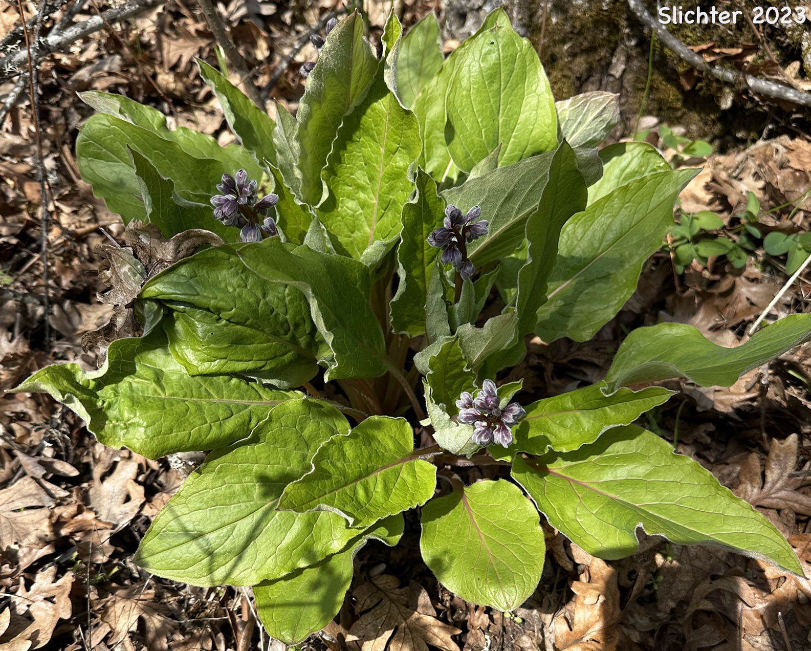 Adeline's Hound's-tongue, Grand Hound's Tongue, Great Hound's Tongue, Pacific Hound's Tongue: Adelinia grande (Synonym: Cynoglossum grande)