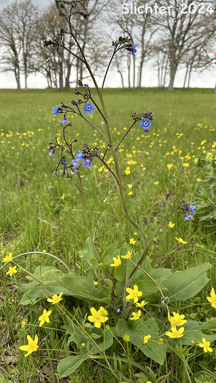 Adeline's Hound's-tongue, Grand Hound's Tongue, Great Hound's Tongue, Pacific Hound's Tongue: Adelinia grande (Synonym: Cynoglossum grande)
