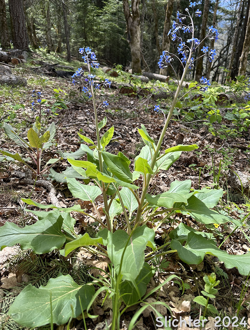 Adeline's Hound's-tongue, Grand Hound's Tongue, Great Hound's Tongue, Pacific Hound's Tongue: Adelinia grande (Synonym: Cynoglossum grande)