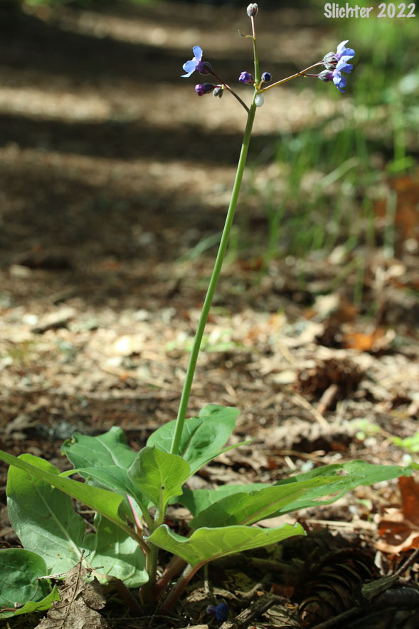 Adeline's Hound's-tongue, Grand Hound's Tongue, Great Hound's Tongue, Pacific Hound's Tongue: Adelinia grande (Synonym: Cynoglossum grande)