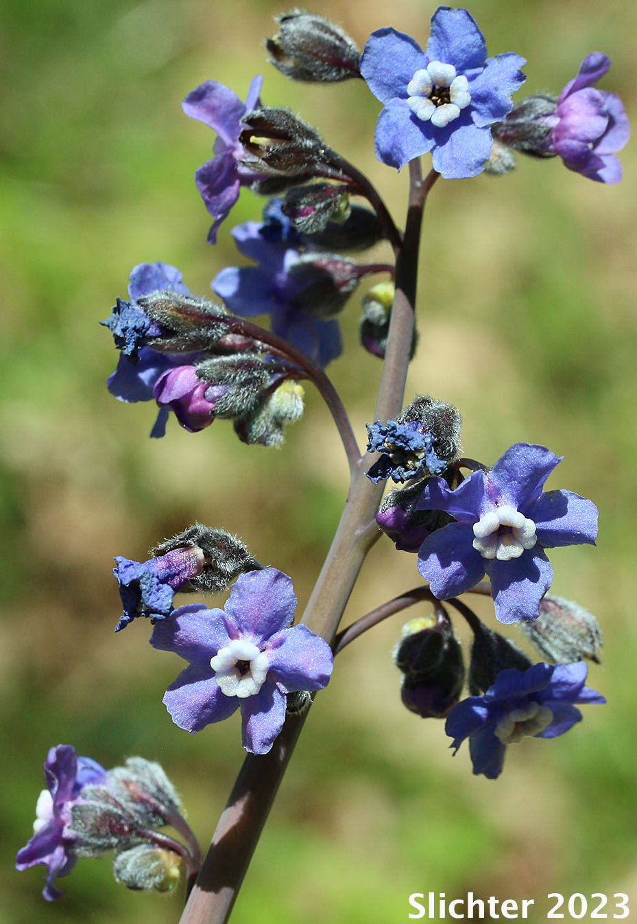 Inflorrescence of Adeline's Hound's-tongue, Grand Hound's Tongue, Great Hound's Tongue, Pacific Hound's Tongue: Adelinia grande (Synonym: Cynoglossum grande)