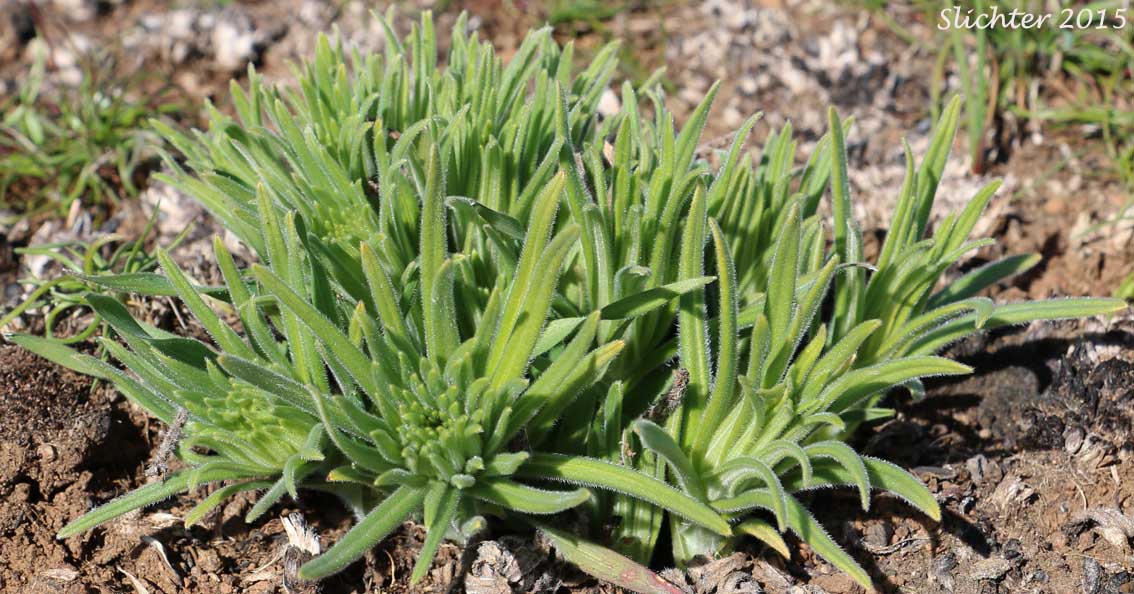 Columbia Puccoon, Puccoon, Western Gromwell, Western Stoneseed: Lithospermum ruderale (Synonym: Lithospermum pilosum)