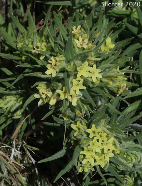 Columbia Puccoon, Puccoon, Western Gromwell, Western Stoneseed: Lithospermum ruderale (Synonym: Lithospermum pilosum)