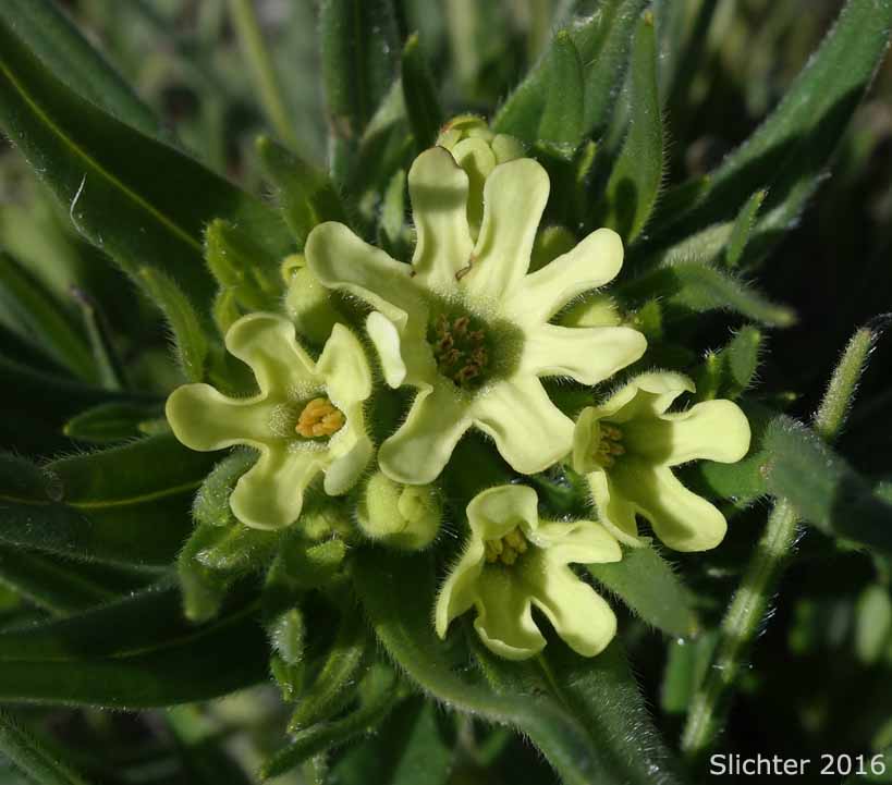 Columbia Puccoon, Puccoon, Western Gromwell, Western Stoneseed: Lithospermum ruderale (Synonym: Lithospermum pilosum)