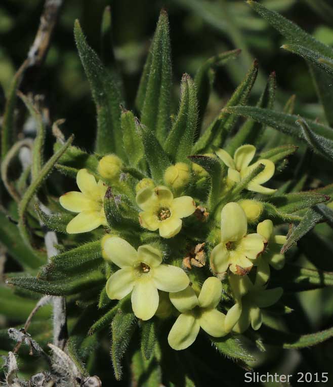 Fowers of Columbia Puccoon, Puccoon, Western Gromwell, Western Stoneseed: Lithospermum ruderale (Synonym: Lithospermum pilosum)