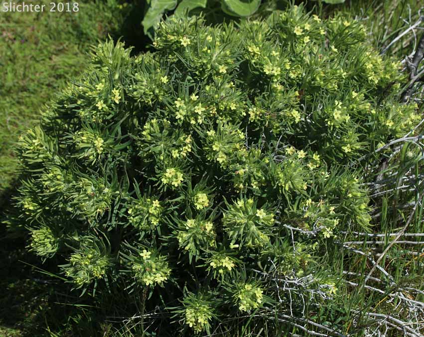 Columbia Puccoon, Puccoon, Western Gromwell, Western Stoneseed: Lithospermum ruderale (Synonym: Lithospermum pilosum)