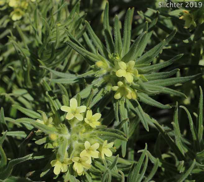 Columbia Puccoon, Puccoon, Western Gromwell, Western Stoneseed: Lithospermum ruderale (Synonym: Lithospermum pilosum)