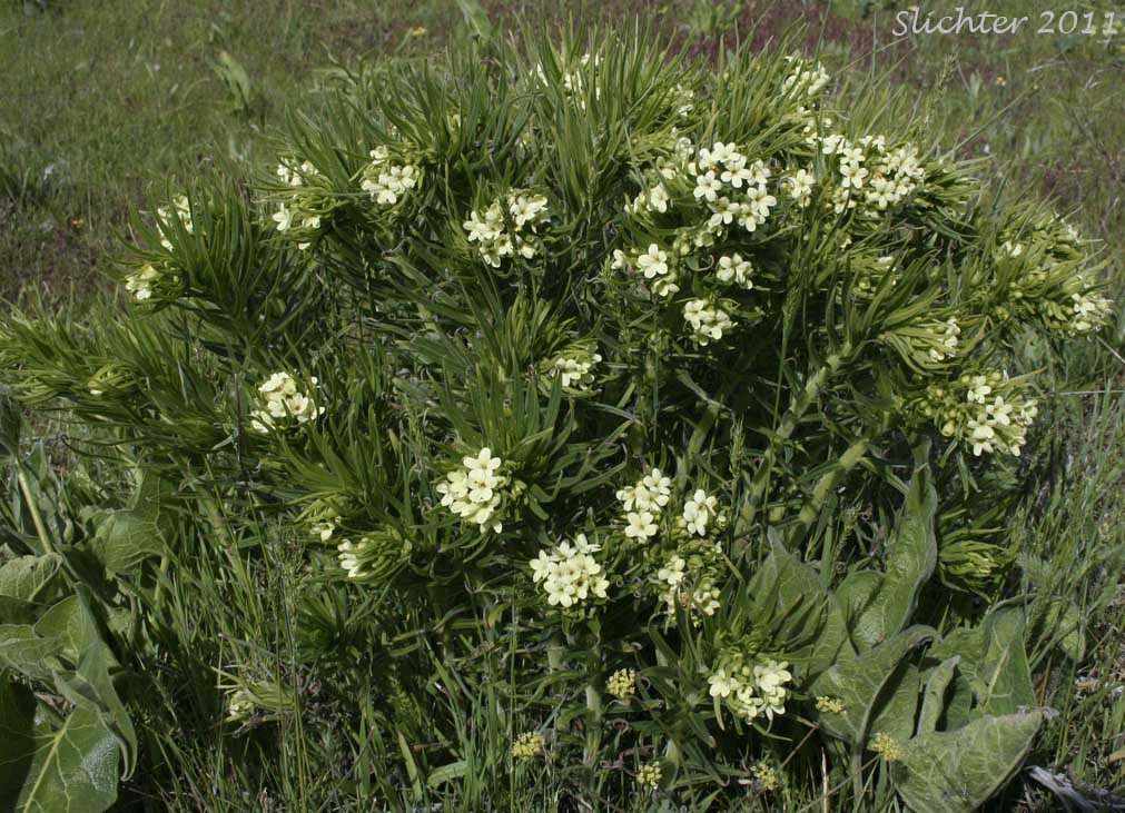 Columbia Puccoon, Puccoon, Western Gromwell, Western Stoneseed: Lithospermum ruderale (Synonym: Lithospermum pilosum)