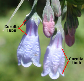 The flowers of Tall Mertensia: Mertensia paniculata ssp. borealis