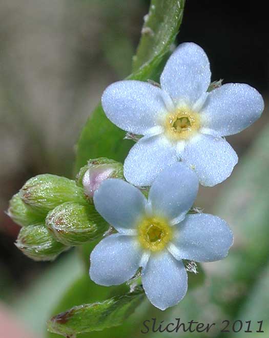 Close-up of the flowers of Bay Forget-me-not, Small Forget-me-not, Small-flowered Forget-me-not, Smaller Forget-me-not: Myosotis laxa