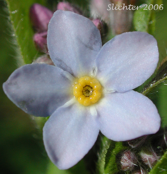 Flower of Woodland Forget-me-not, Wood Forget-me-not: Myosotis sylvatica