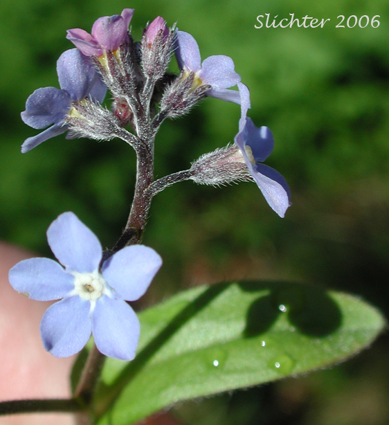 Inflorescence of Woodland Forget-me-not, Wood Forget-me-not: Myosotis sylvatica